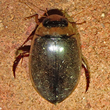Hydaticus species